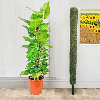 Eco Coco Mulch Stick 1-Piece For Supporting Young Garden Plants Naturally