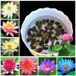 Amazon Brand - All Season Lotus Flower Hybrid Japanese Lotus Flower Seeds lotus seeds for planting | 95% Germination Rate | Kamal Gatta Beej | Mix of 12 Colors | Exotic Variety (PACK OF 25 SEED) DD1